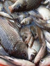 丸美享釣 無形魚線強勁拉力釣魚線斑點線黑坑競技尼龍線隱形柔軟釣線漁線 主線1.5 曬單實拍圖