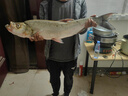 歐娜（OLLA）新款進(jìn)口日本歐娜魚(yú)鉤細絲泥鰍鉤寬鉤門(mén)掛蝦活餌筏釣鉤翹嘴路亞鉤 超細泥鰍鉤30枚 13號 曬單實(shí)拍圖