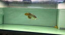 印尼紅龍魚活體魚辣椒紅龍超血紅龍金龍魚活魚龍魚小魚熱帶觀賞魚 精品——辣椒紅龍【包發(fā)色】 16-18cm【證書芯片齊全】包發(fā)色 曬單實(shí)拍圖