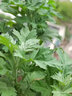 壽禾 艾葉苗蔬菜苗艾草種植藥用食用根蔬菜艾蒿種冬春季 艾草苗 10棵 曬單實(shí)拍圖