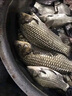 千落（QIANLUO）釣魚(yú)小藥開(kāi)口劑神經(jīng)誘導素添加劑誘魚(yú)劑釣魚(yú)餌料黑坑野釣餌料鯉魚(yú) 神經(jīng)誘導素100ml 曬單實(shí)拍圖