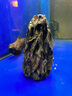 魚(yú)缸石頭造景石松皮石天然大塊多孔盆景擺件配件裝飾品真假山 松皮石小假山521 曬單實(shí)拍圖