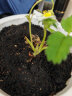 IAM City Farmer小番茄迷你盆栽 儿童种植小盆栽套装绿植植物diy观察 春季种植 实拍图