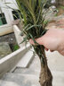 雀舌羅漢松米葉羅漢松小葉羅漢松盆景名貴樹(shù)木迎客松庭院室內盆栽樹(shù)樁造型苗 小苗50-60高 不含盆 曬單實(shí)拍圖