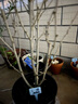 虹越（HONGYUE）花園新品木槿盆栽苗 多品種可選庭院花灌木植物【HN木槿】粉雪紡（2加侖帶盆） 曬單實(shí)拍圖