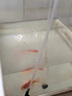 大拇指錦鯉專用飼料魚(yú)食魚(yú)糧通用 大包裝金魚(yú)料顆粒飼料觀賞魚(yú)糧高蛋白 5斤【上浮/育成】約3.5mm 曬單實(shí)拍圖