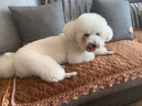 Petio派地奧自動清理犬貓用針梳寵物狗狗貓咪開結(jié)梳 犬貓用針梳-長毛M 曬單實拍圖