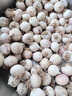 云南紫皮獨頭蒜2025年新鮮現挖獨蒜頭鮮濕蒜辛辣多汁1/3/5斤大蒜 5斤 中果(直徑2.5-3.0cm) 曬單實(shí)拍圖