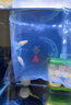 藍白孔雀魚(yú)藍白大C繡球孕母緞帶精品熱帶魚(yú)小型魚(yú)觀(guān)賞魚(yú)小魚(yú) 藍白緞帶公+大c緞帶母 曬單實(shí)拍圖
