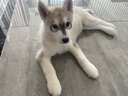 京狼圖騰雙血統(tǒng)賽級哈士奇幼犬中型犬西伯利亞雪橇犬幼犬狗狗活體寵物狗 賽級 2 曬單實拍圖