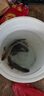 千壽珍藏版競技尼龍線(xiàn)日本進(jìn)口超強拉力黑坑好的魚(yú)線(xiàn) 主線(xiàn) 0.6 曬單實(shí)拍圖