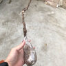 四季葡萄苗盆栽爬藤果樹當年結果藍寶石葡萄樹苗北方品種南方種植葡萄大苗 2年葡萄苗隔年結果拍下備注品種 50cm(含)-60cm(不含) 曬單實拍圖