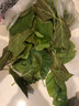 蘇仙石桑葉現摘新鮮桑葉蠶寶寶桑葉學(xué)生養蠶喂蠶鮮桑葉1斤裝新鮮桑葉 3斤裝送1斤 曬單實(shí)拍圖