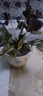 中夢(mèng) 鴻運當頭盆栽水培植物辦公室內綠植客廳好養帶花卉大盆景多肉紅掌 精品紅掌2-4朵花(原土盆) 含盆 曬單實(shí)拍圖