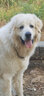 AYOUA賽級316L不銹鋼P鏈鈦鋼大型犬狗項圈P繩訓(xùn)犬邊牧德牧馬犬六面拋光 線徑4MM*70CM長（加粗款） 曬單實拍圖