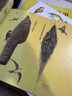 鈴木守的鳥世界（全4冊(cè)）山居鳥日記+鳥巢的智慧+鳥巢的秘密+鳥巢的故事 3-6-9歲兒童自然科普知識(shí)繪本野生鳥類認(rèn)知 山居鳥日記 精裝單冊(cè) 曬單實(shí)拍圖