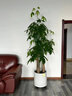 植物急救液解決植物黃葉光桿綠植花卉通用室內(nèi)盆栽專用復(fù)活營(yíng)養(yǎng)液 植物急救液*5瓶 曬單實(shí)拍圖