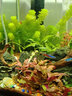 濃縮水草根肥 緩釋型底肥 粒粒肥 水族魚(yú)缸基肥 濃縮水草根肥膠囊1瓶裝（60粒） 曬單實(shí)拍圖