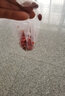 北蔬 花生種子原種新品種產(chǎn)高黑花生紅皮四粒紅農科院種籽 四粒紅皮花生種子 100克【帶殼】 曬單實(shí)拍圖