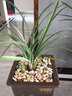 劉閣蘭花劉閣蘭花 蕙蘭花苗 千古金雀 虎斑線藝冬帶花苞出售 好養(yǎng)花卉盆栽 6苗連體裸根 曬單實拍圖