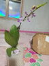 闌兮閣蝴蝶蘭 好養蘭花 洋蘭 年宵花 綠植花卉小盆栽 容易復花花期超長(cháng) 水晶 帶花 有清香 帶盆栽好 曬單實(shí)拍圖