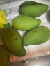 正鮮森順豐新鮮云南生酸芒果老樹(shù)三年芒 生吃酸脆青芒果芽 酸辣應季水果 3斤裝 曬單實(shí)拍圖