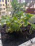 壽禾 盆栽矮生小番茄種子小西紅柿食用秋冬季播種家庭陽(yáng)臺種蔬菜 [不帶果]紅矮生盆栽1盆 曬單實(shí)拍圖