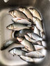 君東達瓦莫瓦克日本高碳魚(yú)竿超輕超硬鯉魚(yú)竿臺釣竿手桿黑坑大物桿 L調（28調超輕手感） 4.5米雙稍加禮包 曬單實(shí)拍圖