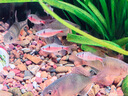 寵翰魚食小型魚飼料孔雀魚鳳尾魚燈科斗魚熱帶魚小金魚小顆粒專通用型 小型魚通用飼料*1罐（養(yǎng)魚達人常備） 曬單實拍圖
