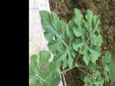 花沃里黑美人西瓜種50粒 蔬菜種子陽(yáng)臺(tái)花盆西瓜盆栽種菜土庭院田間種植 曬單實(shí)拍圖