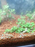 云峰海瑞魚(yú)缸造景套餐魚(yú)缸裝飾活體水草泥陶粒砂底砂對(duì)葉牛毛水草種子 松皮石造景 60cm套餐 曬單實(shí)拍圖