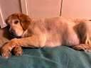比瑞吉俱乐部系列老年犬狗粮大中型犬通用粮12kg7岁以上 实拍图