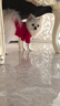 喵先生寵物狗狗衣服小型犬泰迪衣服冬季貓咪狗衣服小狗衣服透氣兩腳衛衣 紅色舞獅款L碼建議（7-9斤） 曬單實(shí)拍圖
