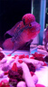 RSRDDY泰國進(jìn)口羅漢魚(yú)活體魚(yú)起頭亞成金花泰金火鳳凰黑帝王珍珠鴻運馬騮 紅馬-泰國羅漢魚(yú)10-12cm 曬單實(shí)拍圖