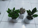 錦楓錦楓（jinfeng）辦公室水培綠植花卉盆栽玻璃花盆水培植物 幸福約定【2盆】 含盆栽好 曬單實(shí)拍圖