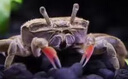 活的紅鉗白鉗辣椒蟹觀賞蟹南方深水蟹相守蟹魚缸除澡清潔殘渣螃蟹 紅鉗辣椒蟹 3 只包活 2 只 曬單實拍圖