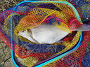 Tab防掛鉤抄網(wǎng)頭三角釣魚抄網(wǎng)網(wǎng)兜防掛黑坑鯽魚超網(wǎng)頭鋁合金加固網(wǎng)圈 三角抄網(wǎng)頭大網(wǎng)眼【籃圈40#】 曬單實(shí)拍圖