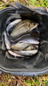 達摩 浮漂KC空心軟尾鯽魚漂4片孔雀羽毛8目軟尾輕口滑口魚釣魚浮標 達摩KC26（8目軟尾） 2號 曬單實拍圖
