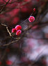 佳能（Canon） 全畫幅中遠(yuǎn)攝大光圈單反定焦鏡頭 佳能EF 135mm f/2L USM  標(biāo)配 曬單實拍圖