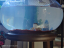 瀚幻黃金眼鏡蛇雷龍大型兇猛觀賞熱帶魚類食肉易飼養(yǎng)活體魚 高品質(zhì)野眼鏡蛇雷龍18-20cm順豐 曬單實(shí)拍圖