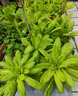 孔雀菜種子沙拉生菜種子咖啡菜種四季陽臺盆栽蔬菜種子大全 孔雀菜種子【1包 約300?！?曬單實拍圖