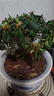 杜鵑花四季開(kāi)花杜鵑盆栽杜鵑花苗陽(yáng)臺客廳帶花苞懶人花卉 1盆【原土原盆】 曬單實(shí)拍圖