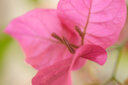 銘匠 銘匠光學(xué)40mm f2.8微距鏡頭ZVE10 XM5 ZE4 XT30 Z30 ZFC Z50II微單鏡頭 黑色(微單手動(dòng)對(duì)焦-單反不適用) 富士FX口(富士系列微單相機(jī)專(zhuān)用) 曬單實(shí)拍圖