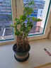 歐芽茉莉花重瓣花苗發(fā)貨室內花 花卉植物桌面綠植 茉莉10棵左右原土【綠色加侖盆】 1 曬單實(shí)拍圖