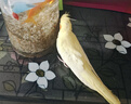 玄鳳鸚鵡活體會(huì )學(xué)說(shuō)話(huà)手養寵物黃化玄鳳一對可繁殖鳥(niǎo)活物鸚鵡活鳥(niǎo) 一只純手養當天上手三色可選包 曬單實(shí)拍圖
