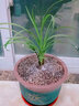 自然老種蘭花苗盆景  春蘭名品【紅心荷】濃香室內(nèi)綠植花卉盆 組培4苗48.88 不含盆 曬單實(shí)拍圖