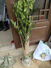 CHUANGSHIJI皇帝柑樹(shù)苗 正宗德慶皇帝柑苗 貢柑苗果樹(shù)苗柑橘樹(shù)苗 砂糖橘樹(shù)苗 八年苗《結果爆滿(mǎn)》 60cm(含)-69cm(含) 曬單實(shí)拍圖
