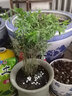 秋穎米竹盆栽盆景植物四季常綠驅(qū)蚊竹造景竹微景觀盆景竹小葉米竹盆栽 25根苗帶土球發(fā)貨（不含盆） 曬單實(shí)拍圖