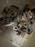 星河灣北極紅參進(jìn)口即食海參野生紅極參海鮮水產(chǎn) 10袋裝 曬單實(shí)拍圖