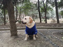 小不點(diǎn)狗狗衣服FBI 大狗衣服秋冬裝 中大型犬寵物服裝金毛薩摩拉布拉多 FBI加厚款-藍(lán)色 XL-胸圍100 背長(zhǎng)70（適合55-70斤中大） 曬單實(shí)拍圖